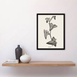 Artery8 Vintage Botanical Sagittifolia Ivy Hibberd Framed Wall Art Print in White - Size: A4 - thumbnail 2