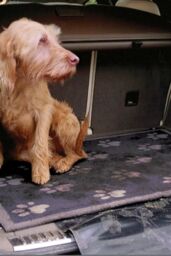 My Mat Car Boot Protector Big Paws 2 in Dark Navy - Size: 80 cm x 100 cm - thumbnail 2