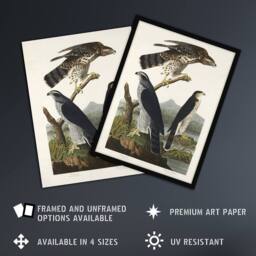 "Artery8 Goshawk & Stanley Hawk Audubon Nature Wall Art Print Poster in White - Size: W12"" x H16""" - thumbnail 2
