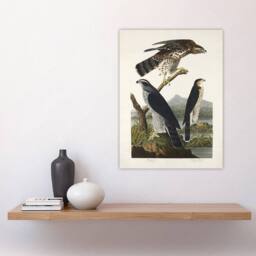"Artery8 Goshawk & Stanley Hawk Audubon Nature Wall Art Print Poster in White - Size: W12"" x H16""" - thumbnail 4