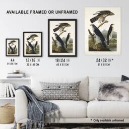 "Artery8 Goshawk & Stanley Hawk Audubon Nature Wall Art Print Poster in White - Size: W12"" x H16""" - thumbnail 3