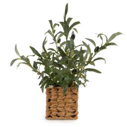 Madison & Mayfair 43cm Indoor Olive Tree in Wicker Basket - Artificial Olive Plant in Green - thumbnail 2