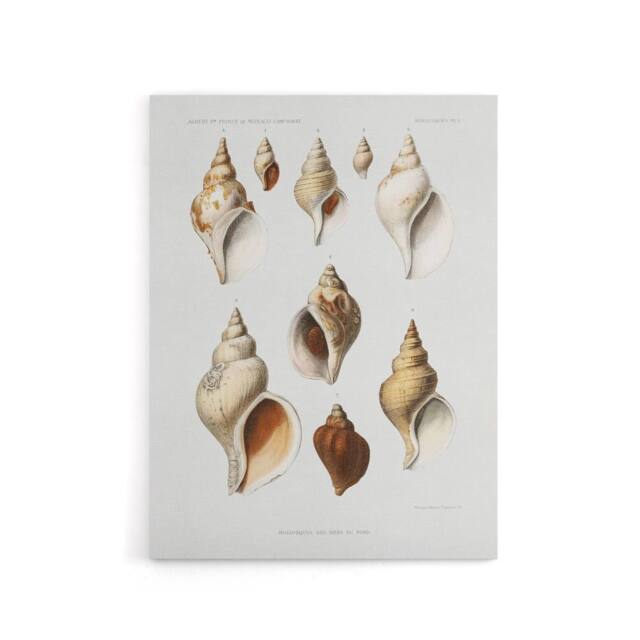 "Artery8 Molluscs of the Northern Seas Albert I Canvas Wall Art Print in White - Size: W12"" x H16""" - image 1