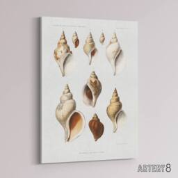 "Artery8 Molluscs of the Northern Seas Albert I Canvas Wall Art Print in White - Size: W12"" x H16""" - thumbnail 2