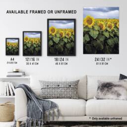 "Artery8 A Kansas sunflower field up close Highsmith Wall Art Poster Print - Size: W12"" x H16""" - thumbnail 3