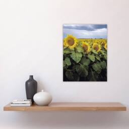 "Artery8 A Kansas sunflower field up close Highsmith Wall Art Poster Print - Size: W12"" x H16""" - thumbnail 4
