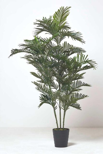 Homescapes Areca Palm Tree in Pot, 120 cm Tall in Green - image 1