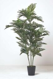 Homescapes Areca Palm Tree in Pot, 120 cm Tall in Green - thumbnail 1