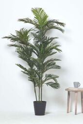 Homescapes Areca Palm Tree in Pot, 120 cm Tall in Green - thumbnail 2