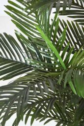 Homescapes Areca Palm Tree in Pot, 120 cm Tall in Green - thumbnail 6