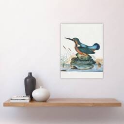 "Artery8 Common Kingfisher Vintage Illustration Bolton Wall Art Poster Print - Size: W12"" x H16""" - thumbnail 4