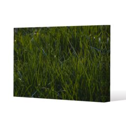Benjamin Tate Design Fresh green grass background, natural grass (Canvas Print) / 101 x 77 x 4cm - Size: 101 x 77 x 4 cm - thumbnail 1