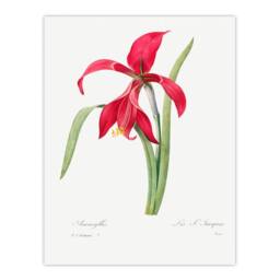 Artery8 Pierre Joseph Redoute Framed Wall Art Amaryllis Flower Vintage Floral in White - Size: A4 - thumbnail 3