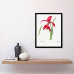 Artery8 Pierre Joseph Redoute Framed Wall Art Amaryllis Flower Vintage Floral in White - Size: A4 - thumbnail 2