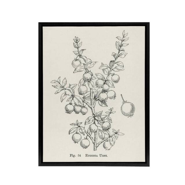 "Artery8 Fruit Growers Guide Chilean Guava Wright Framed Canvas Wall Art Print in White - Size: W24"" x H32""" - image 1