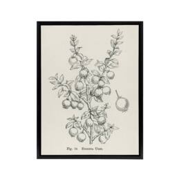 "Artery8 Fruit Growers Guide Chilean Guava Wright Framed Canvas Wall Art Print in White - Size: W24"" x H32""" - thumbnail 1