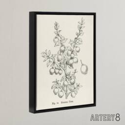 "Artery8 Fruit Growers Guide Chilean Guava Wright Framed Canvas Wall Art Print in White - Size: W24"" x H32""" - thumbnail 2