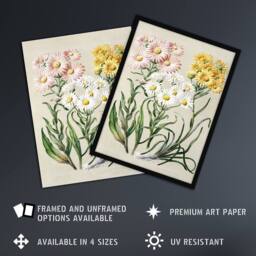 Artery8 New Zealand Snow Groundsel Flowers Featon Framed Wall Art Print in Beige - Size: A4 - thumbnail 2