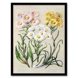 Artery8 New Zealand Snow Groundsel Flowers Featon Framed Wall Art Print in Beige - Size: A4 - thumbnail 1