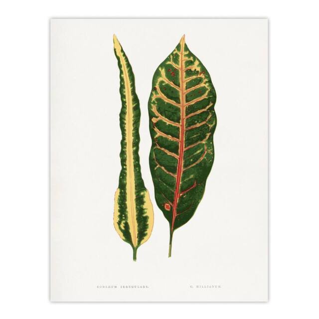 "Artery8 AF Lydon Benjamin Fawcett Croton Plant Leaf Varieties Wall Art Print in White - Size: W12"" x H16""" - image 1