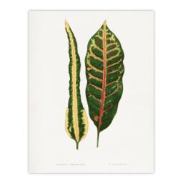 "Artery8 AF Lydon Benjamin Fawcett Croton Plant Leaf Varieties Wall Art Print in White - Size: W12"" x H16""" - thumbnail 1