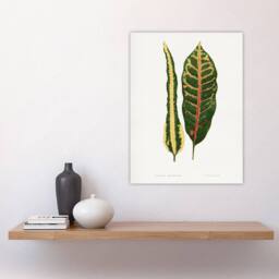 "Artery8 AF Lydon Benjamin Fawcett Croton Plant Leaf Varieties Wall Art Print in White - Size: W12"" x H16""" - thumbnail 4