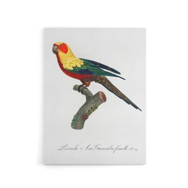 "Artery8 The Sun Parakeet Parrot Francois Levaillant Canvas Wall Art Print in White - Size: W12"" x H16""" - image 1