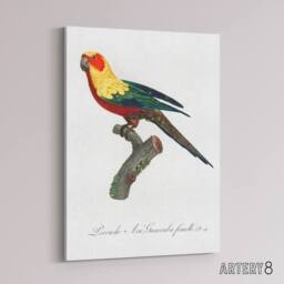 "Artery8 The Sun Parakeet Parrot Francois Levaillant Canvas Wall Art Print in White - Size: W12"" x H16""" - thumbnail 2