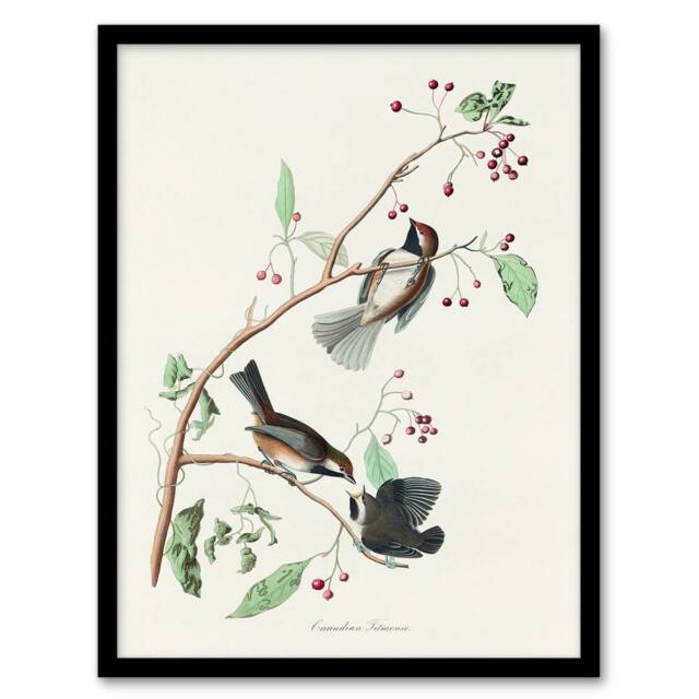 Artery8 John James Audubon Framed Wall Art Print Canadian Titmouse Bird in White - Size: A4 - image 1
