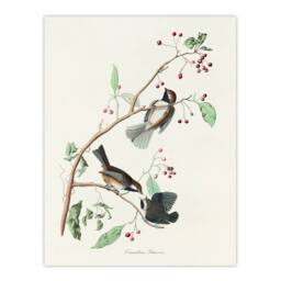 Artery8 John James Audubon Framed Wall Art Print Canadian Titmouse Bird in White - Size: A4 - thumbnail 3