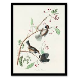 Artery8 John James Audubon Framed Wall Art Print Canadian Titmouse Bird in White - Size: A4 - thumbnail 1