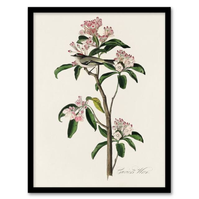Artery8 Cuviers Kinglet Bird & Mountain Laurel Audubon Framed Wall Art Print in White - Size: A4 - image 1