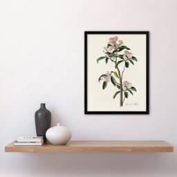 Artery8 Cuviers Kinglet Bird & Mountain Laurel Audubon Framed Wall Art Print in White - Size: A4 - thumbnail 4