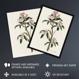 Artery8 Cuviers Kinglet Bird & Mountain Laurel Audubon Framed Wall Art Print in White - Size: A4 - thumbnail 2