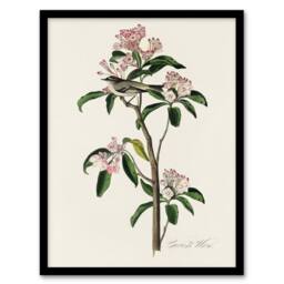 Artery8 Cuviers Kinglet Bird & Mountain Laurel Audubon Framed Wall Art Print in White - Size: A4 - thumbnail 1