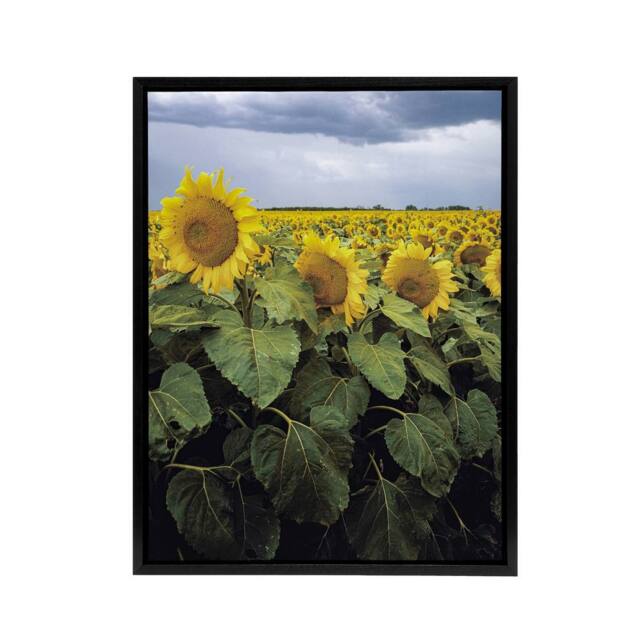 "Artery8 A Kansas sunflower field up close Highsmith Framed Canvas Wall Art - Size: W18"" x H24""" - image 1