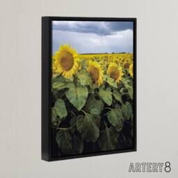 "Artery8 A Kansas sunflower field up close Highsmith Framed Canvas Wall Art - Size: W18"" x H24""" - thumbnail 2