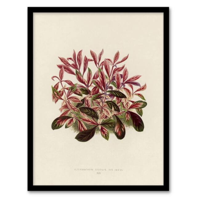 Artery8 Vintage Botanical Dwarf Copperleaf Fawcett Framed Wall Art Print in Beige - Size: A4 - image 1