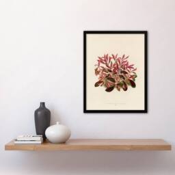 Artery8 Vintage Botanical Dwarf Copperleaf Fawcett Framed Wall Art Print in Beige - Size: A4 - thumbnail 2