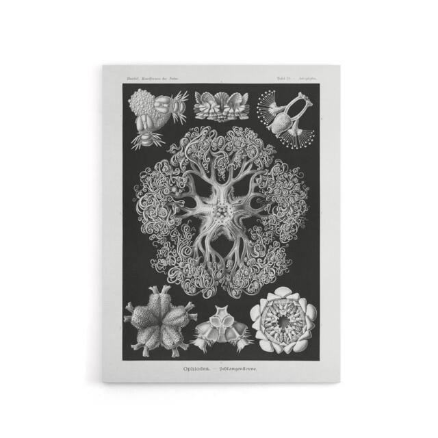 "Artery8 Ophiodea Brittle Stars Haeckel Botanical Canvas Wall Art in Black - Size: W18"" x H24""" - image 1
