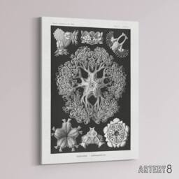 "Artery8 Ophiodea Brittle Stars Haeckel Botanical Canvas Wall Art in Black - Size: W18"" x H24""" - thumbnail 2