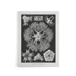 "Artery8 Ophiodea Brittle Stars Haeckel Botanical Canvas Wall Art in Black - Size: W18"" x H24""" - thumbnail 1