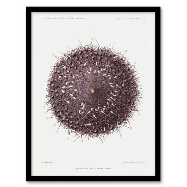 Artery8 Vintage Marine Life Sea Urchin Detailed Illustration Framed Art Print in White - Size: A4 - image 1