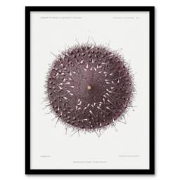 Artery8 Vintage Marine Life Sea Urchin Detailed Illustration Framed Art Print in White - Size: A4 - thumbnail 1