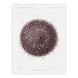 Artery8 Vintage Marine Life Sea Urchin Detailed Illustration Framed Art Print in White - Size: A4 - thumbnail 3