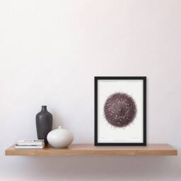 Artery8 Vintage Marine Life Sea Urchin Detailed Illustration Framed Art Print in White - Size: A4 - thumbnail 2