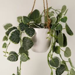 Leaf 90cm Artificial Potted Trailing Hanging Natural Look Plant Realistic - String of Hearts in Green - thumbnail 3