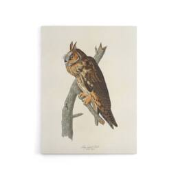 "Artery8 Birds Of America Long Eared Owl Audubon Nature Canvas Wall Art in White - Size: W18"" x H24""" - thumbnail 1