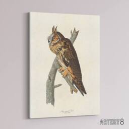 "Artery8 Birds Of America Long Eared Owl Audubon Nature Canvas Wall Art in White - Size: W18"" x H24""" - thumbnail 2