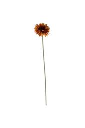 KDMD Essential Burnt Gold Gerbera 10 Pack - thumbnail 5